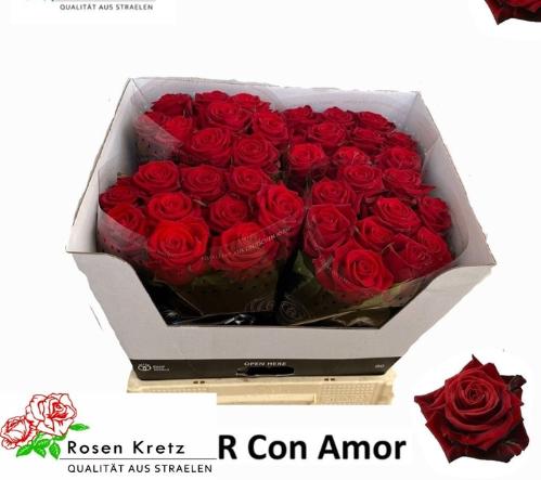 Rosa grootbloemig Con Amore