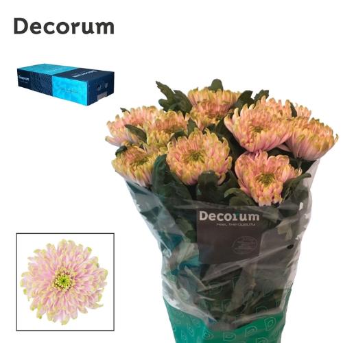 Chrysanthemum Indicum Grp geplozen Rossano Charlotte