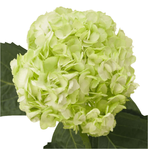 Hydrangea gemengd