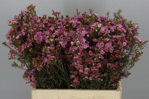Chamelaucium 'Adi'