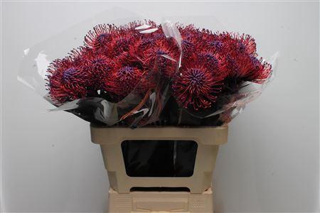 Leucospermum 'Naomi' kleurbehandeld H%