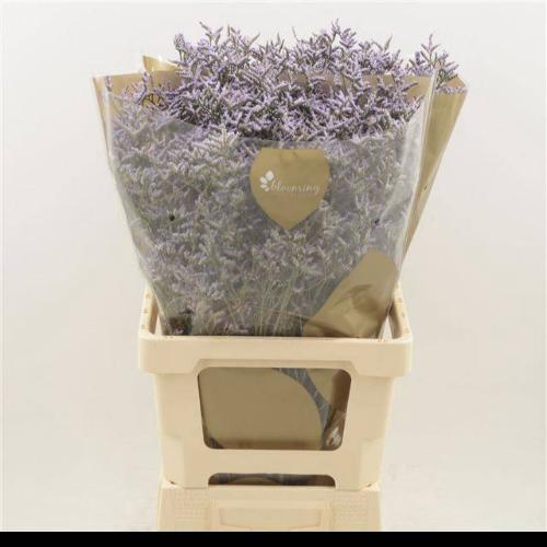Limonium Safora Lilac
