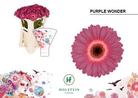 Gerbera mini Purple Wonder