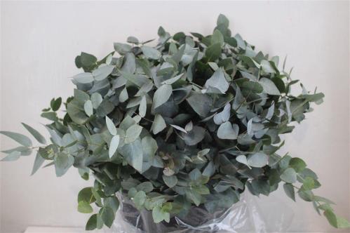 Eucalyptus per bos cinerea