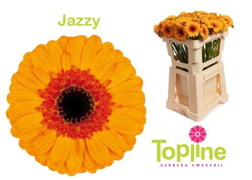Gerbera mini Jazzy