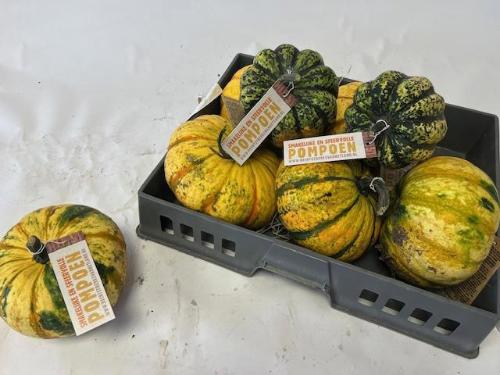 Cucurbita overig