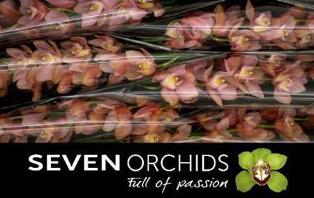 Cymbidium grootbloemig per tak 'Salm Delight'