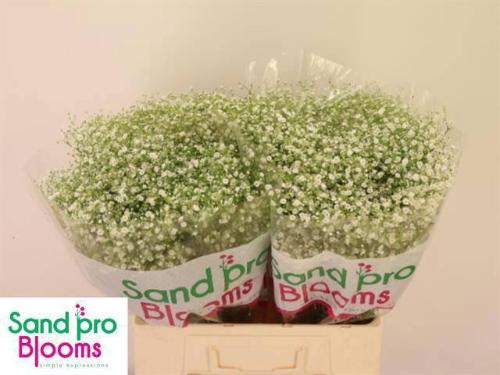 Gypsophila paniculata Zinzi Discovery