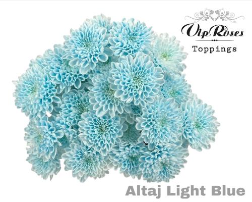 Chrysanthemum Indicum Grp tros kas kleurbehandeld H%