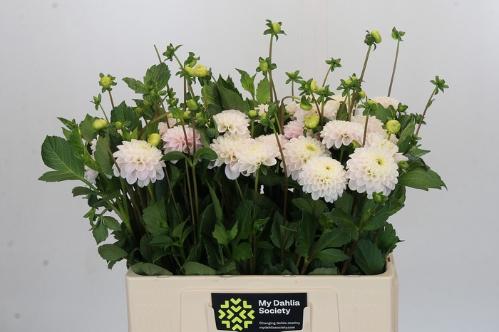 Dahlia (Ball Grp) 'Light Wizard'