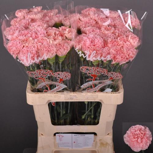 Dianthus srtandaard Jodie