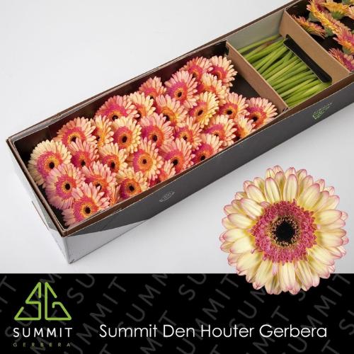 Gerbera mini 'Prosecco'