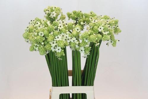 Ornithogalum saundersiae