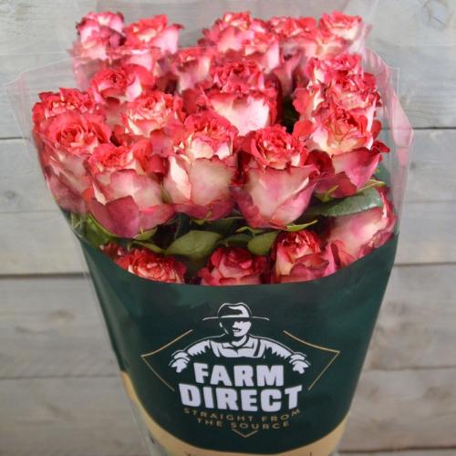 Rosa grootbloemig overig