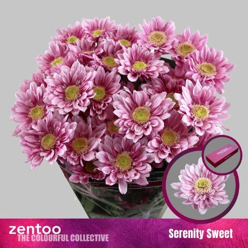 Chrysanthemum (Indicum Grp) tros Serenity Sweet