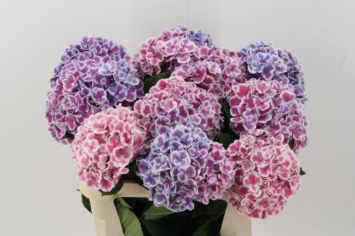 Hydrangea macrophylla 'Harlekijn' (blauw)