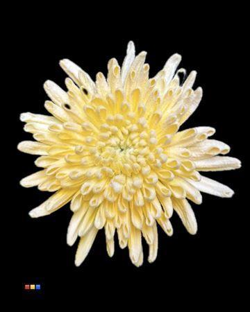 Chrysanthemum geplozen kas kleurbehandeld H%