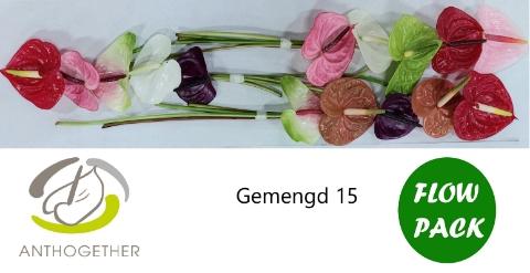 Anthurium Andreanum Grp gemengd 4 kleuren