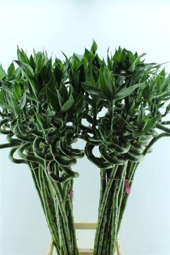Dracaena sanderiana Lucky Bamboo