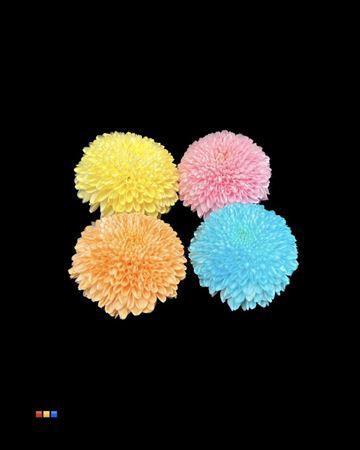 Chrysanthemum geplozen kas kleurbehandeld H%