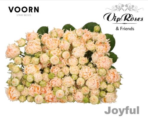 Rosa tros #Joyful