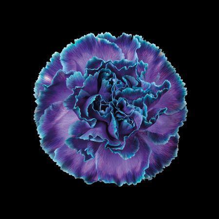 Dianthus standaard kleurbehandeld H%