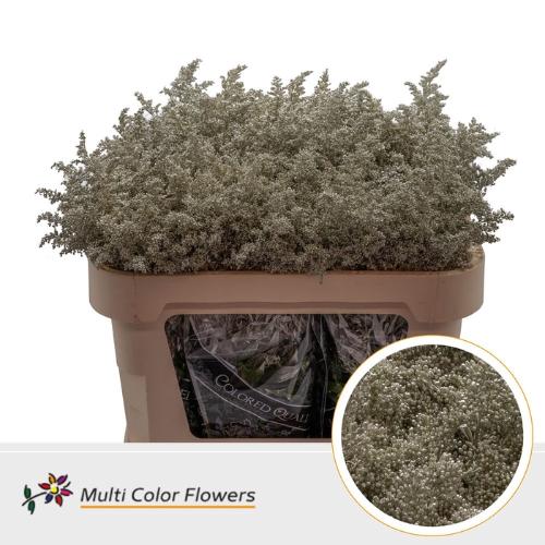 Solidago kleurbehandeld H%