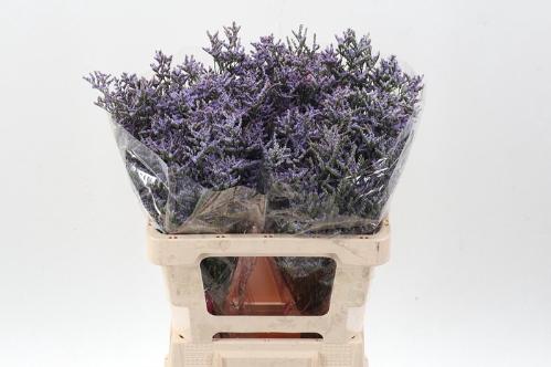 Limonium 'Skylight'