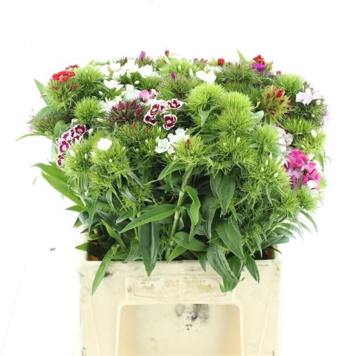 Dianthus barbatus gemengd