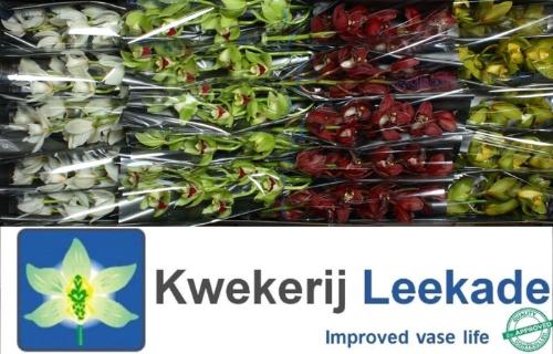 Cymbidium mini per tak gemengd 2 kleuren
