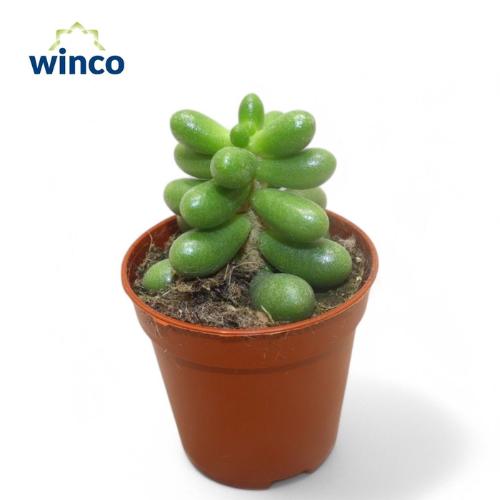 Sedum overig