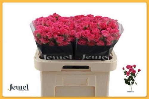 Rosa tros Lovely Lydia