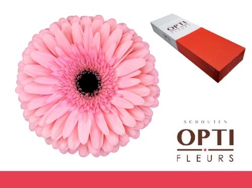 Gerbera grootbloemig Estrella