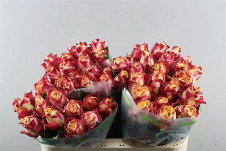 Rosa grootbloemig Chapeau