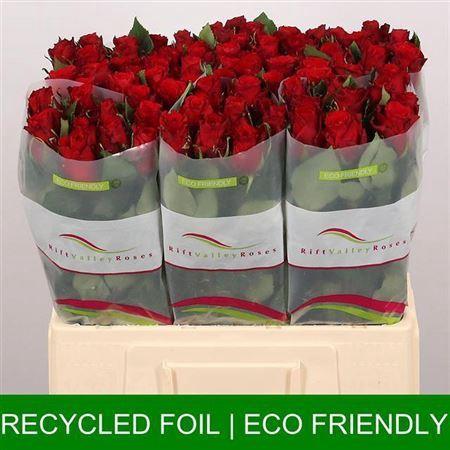Rosa grootbloemig Red Torch