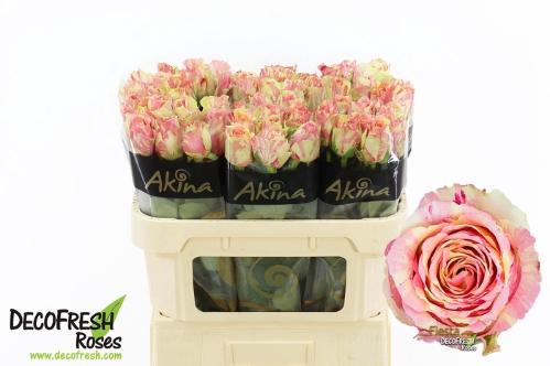 Rosa grootbloemig Fiesta+