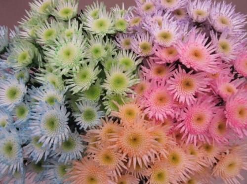 Chrysanthemum Indicum Grp tros santini kleurbehandeld H%