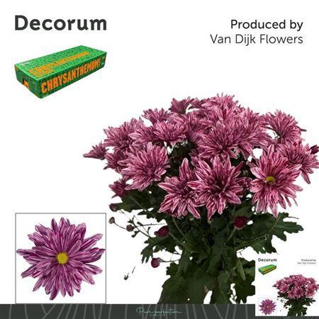 Chrysanthemum Indicum Grp tros kas Stellini