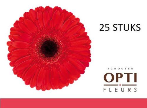 Gerbera grootbloemig 'Dynamic'