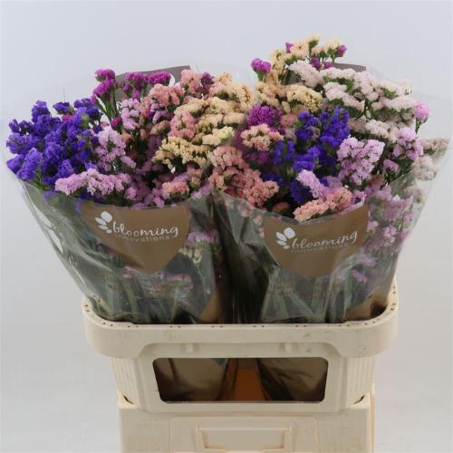 Limonium sinuatum gemengd