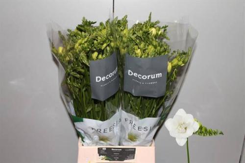 Freesia dubbelbloemig 'Ventura'