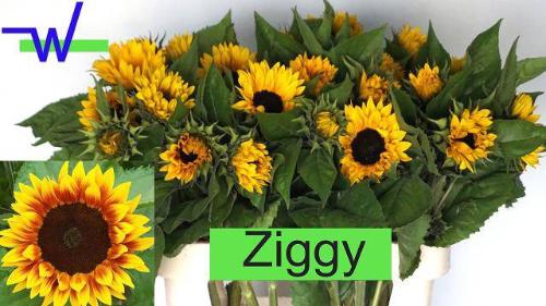 Helianthus annuus 'Ziggy'