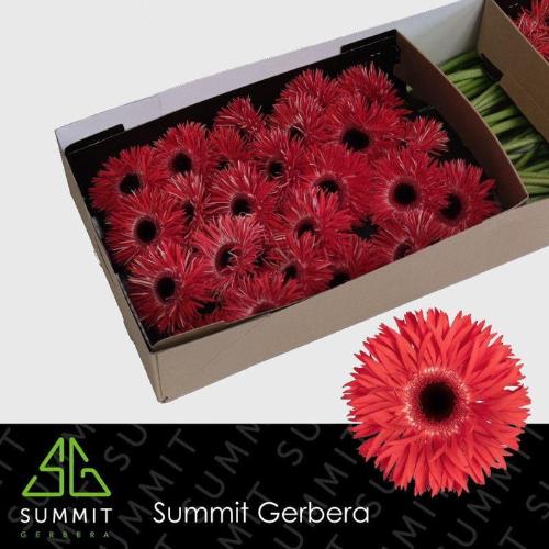 Gerbera grootbloemig spinvormig Katie+