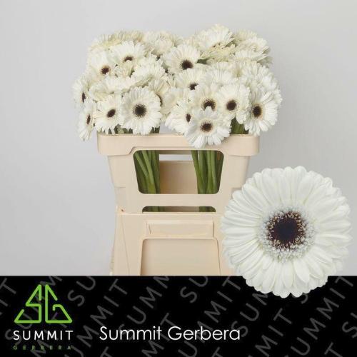 Gerbera mini Lido