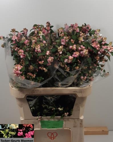 Symphoricarpos Magical Charming Fantasy