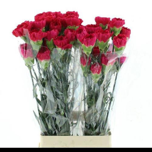 Dianthus standaard Bizet