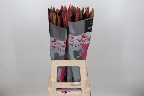 x Amarine Belladiva Donker Roze