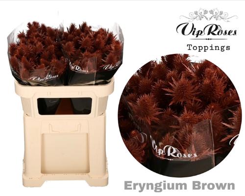 Eryngium alpinum kleurbehandeld H%