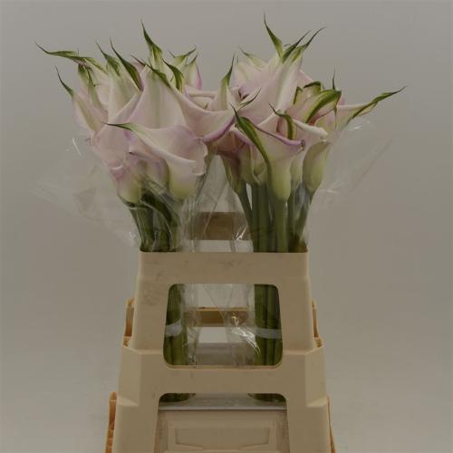 Zantedeschia Sweet Art