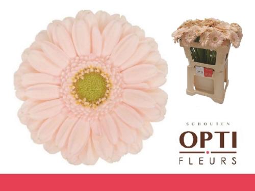 Gerbera mini Alix-Noor